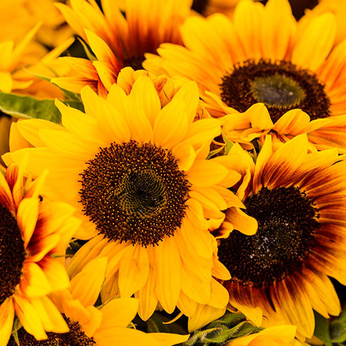 Girassóis opção de flores