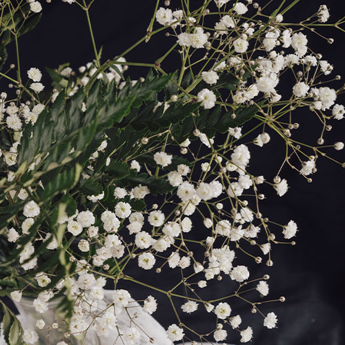 Gypsophila ou mosquitinho pra decoração