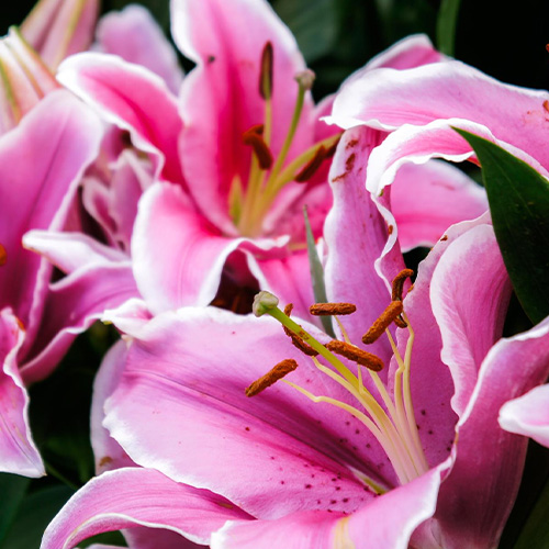 Lírios para flores