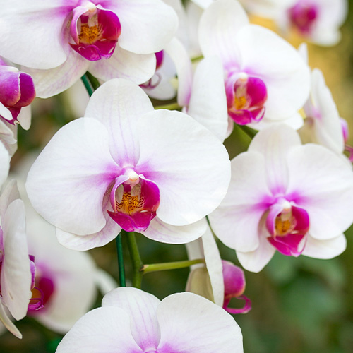 Orquídeas para flores