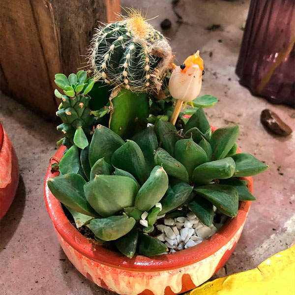 Plantas ornamentais para decorar sua casa ou apartamento com opções de decorações e vasos