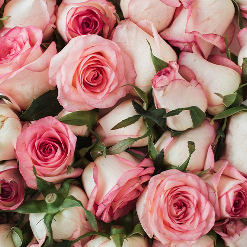 Rosas para decoração