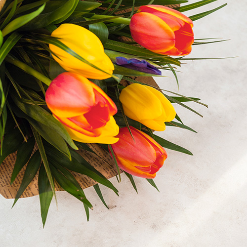 Tulipas opção de flores